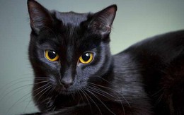 Mèo đen có thực mang đến vận đen? Hãy đọc bài này để thấy yên tâm hơn
