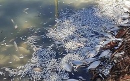 Hàng triệu xác cá nổi trắng xóa khúc sông dài 40km ở Australia
