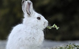 Video ghi lại cảnh thỏ ăn thịt đồng loại làm bất ngờ giới khoa học