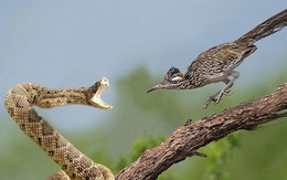 VIDEO: Chẹo đất lớn tấn công, ăn thịt rắn đuôi chuông