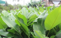 Trăm hộ dân “hốt bạc triệu” từ trồng lá dong phục vụ Tết