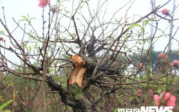 Hàng trăm cây đào bị phá hoại ở Bắc Ninh trước Tết: Một chủ vườn uống thuốc trừ sâu tự tử