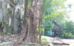Chuyên gia nhận định giá trị của cây sưa trăm tuổi sắp được chặt bán ở Chương Mỹ, Hà Nội
