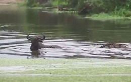 VIDEO: Tình huống săn mồi ngớ ngẩn của cá sấu