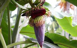 5 loại hoa có lợi cho sức khỏe