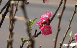 Hoa đào Nhật Tân 3 màu độc lạ đắt khách ở Tây Nguyên