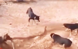 VIDEO: Những màn giao đấu ác liệt giữa chó với rắn, trăn