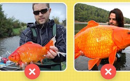 Xin chào! Tôi là cá chép, "siêu xe" hàng năm của Ông Công, Ông Táo đây