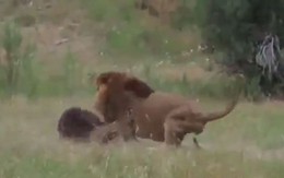 VIDEO: Cuộc chiến ‘sống còn’ giữa gấu với sư tử