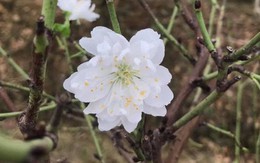 Bạch đào hút khách đại gia Hà Nội, đắt gấp 10 lần đào thường