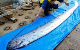 Xác cá ‘rồng biển’ khiến người dân Nhật Bản lo lắng