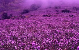 Neelakurinji, loài hoa hiếm chỉ nở 12 năm một lần ở Ấn Độ