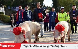 Công ty Trung Quốc 'chơi trội' khi thưởng Tết nhân viên xuất sắc 2 con lợn