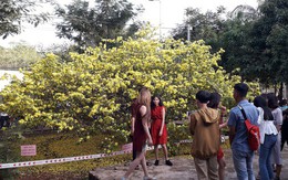 Hàng ngàn người đến thưởng lãm cây mai "khủng" ở Đồng Nai