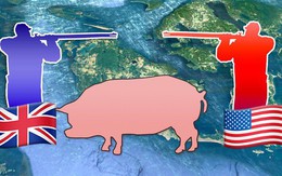 Câu chuyện về "War Pig" và "Pig War" và : từ những con lợn quật ngã cả voi, đến nguy cơ gây đại chiến giữa 2 cường quốc