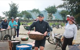 Ngư dân Đà Nẵng trúng mùa ruốc đầu năm, thu nhập bạc triệu mỗi ngày