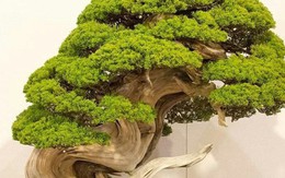 Trộm lẻn vào vườn bonsai 5.000 ha, trộm 7 cây quý gần 3 tỷ đồng