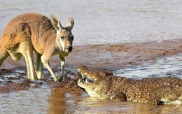 VIDEO: Mai phục tài tình, cá sấu dễ dàng tóm gọn kangaroo