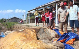 Dân kéo đến xem xác cá voi "khủng" trôi vào bờ, đang phân hủy nặng