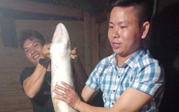 Cá chình 'khủng' dài 1,5 mét mắc lưới ngư dân Quảng Bình