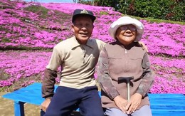 Người đàn ông Nhật Bản dành trọn tình yêu để trồng đồi hoa trước nhà suốt 4 năm để tặng vợ mù lòa