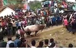 Video: Bò mộng lao thẳng vào đám đông tại sự kiện tôn giáo Ấn Độ