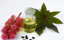 6 lợi ích của dầu thầu dầu đối với sắc đẹp và sức khỏe