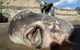 Cá khổng lồ "ngoài hành tinh" mắc cạn trên bờ biển California