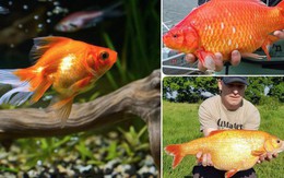 Cá vàng sống được hơn 40 năm, có thể hóa thành khổng lồ nhưng tại sao con cá bạn nuôi không được như thế?
