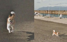 Chú chó Nhật 'hủy hoại' mọi khung hình của Google Street View vì đuổi theo camera