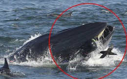 Khoảnh khắc phó mặc bản năng của thợ lặn rơi vào miệng cá voi