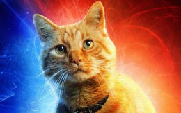 Đây, tất tần tật những gì cần biết về Goose - chú mèo siêu hot trong Captain Marvel