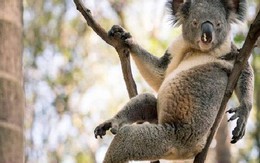 Gấu koala gây 'bão' mạng xã hội nhờ dáng ngồi gợi cảm