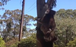 Video: Koala bất lực bị kẻ bắt nạt chiếm mất nơi ở
