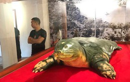 Tiêu bản cụ rùa hồ Gươm được đưa vào trưng bày ở đền Ngọc Sơn