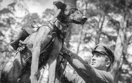 Liên Xô đã sử dụng chó cảm tử đánh thắng Đức Quốc xã như thế nào?
