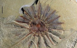 Phát hiện hóa thạch 520 tuổi của 'quái vật biển' 18 xúc tu
