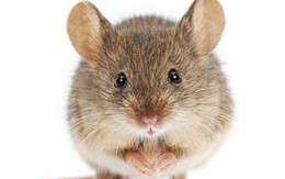 Con chuột hằng đêm giúp ông lão dọn đồ: Chẳng có chuyện cổ tích gì đâu, khoa học cả đấy