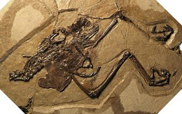 Phát hiện hóa thạch chim cổ đại mang trong mình quả trứng nguyên vẹn