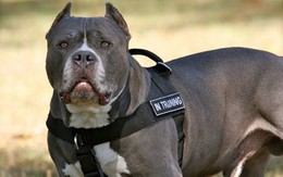 Giống chó Pitbull với cảnh báo "NGUY HIỂM"