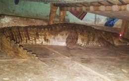 Hoảng hồn cá sấu mang thai nằm dưới gầm giường chờ sinh nở