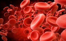 Những nhóm máu nào phổ biến nhất thế giới?