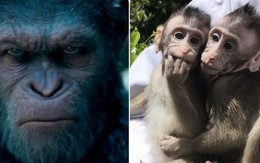 Khoa học tạo ra những con khỉ với não bộ phát triển như người: Kịch bản "Hành tinh khỉ" sắp xảy ra?