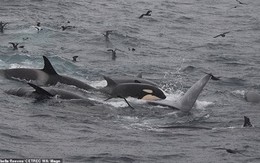 Hỗn chiến giữa cá voi sát thủ và cá voi xanh khổng lồ