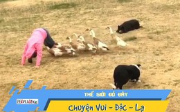 Video: Bầy chó 'lùa' vịt làm trò có một không hai