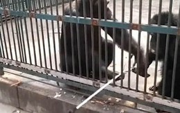 Video: Khách tham quan ngỡ ngàng trước hành động thông minh của con tinh tinh