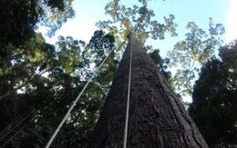 "Sợ tê tái" là cảm giác khi leo lên cái cây nhiệt đới cao bậc nhất thế giới mà khoa học vừa tìm ra