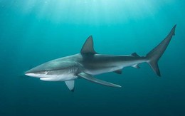 Cá mập xám xuất hiện ở ven bờ biển của Israel