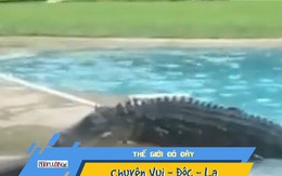 Hoảng hồn khi thấy cá sấu gần 3m ở bể bơi gia đình