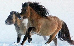 Nhân bản loài ngựa tiền sử đã tuyệt chủng, từ mẫu máu còn sót lại trong băng vĩnh cửu